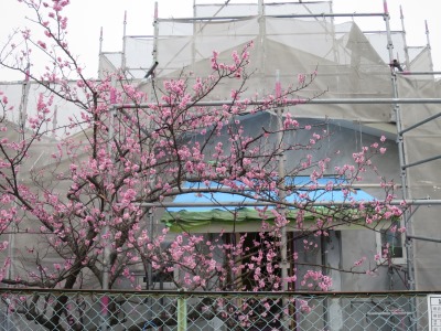 玄関前の梅の花