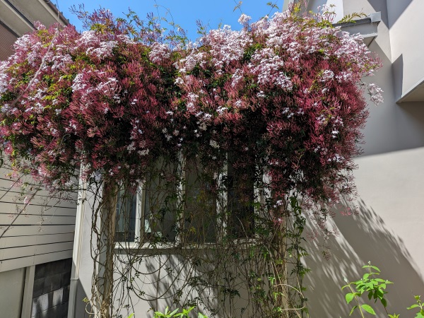 ハゴロモジャスミンの花芽